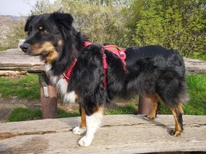 Ruffwear Flagline Geschirr