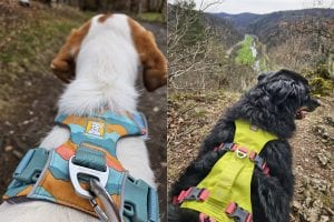 Ruffwear Front Range + Flagline Geschirr