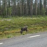 #88 - Unterwegs im Norden: Camper-Reise durch Skandinavien